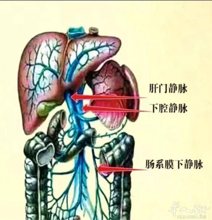 ⸻   幸福园团队活动通知   为提升身心健康、幸福园将举办两期肝胆排毒