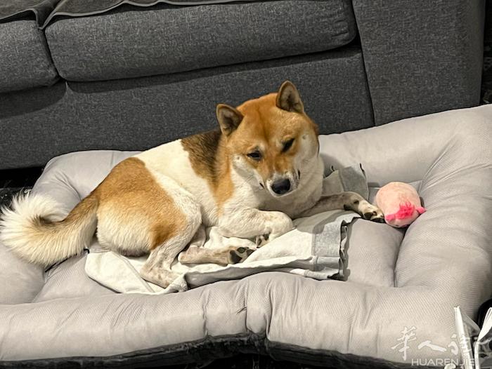 柴犬，公狗，独特的毛色，16个月，找女朋友。