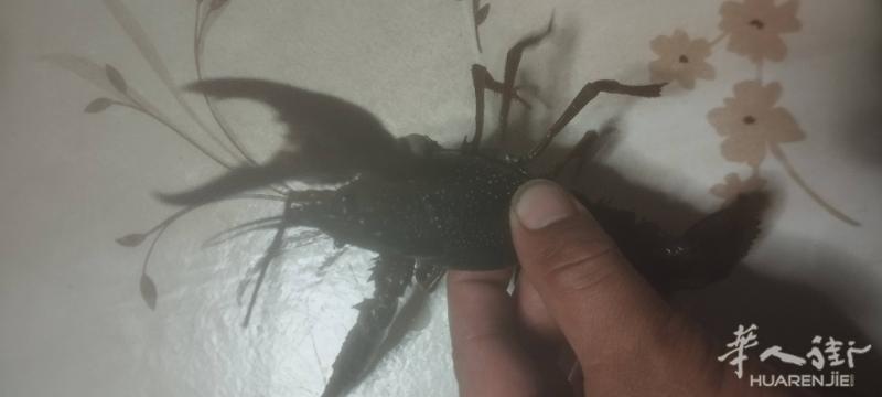 送货上门清水小龙虾。小一点的10欧元/1kg（特小