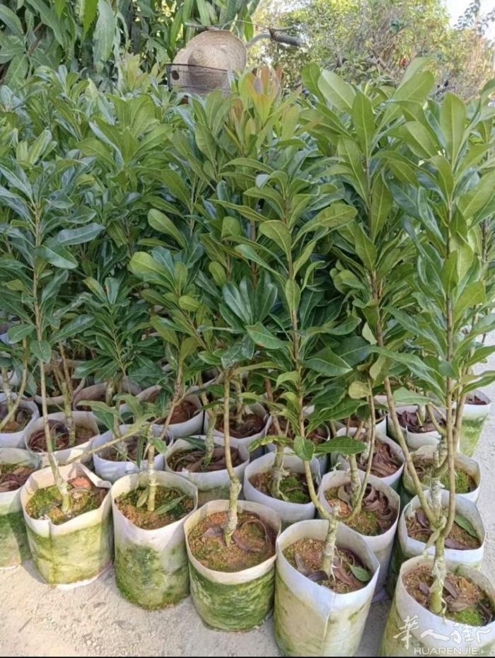 意大利杨梅苗 拿回家就可以种植一年半就可以有杨梅吃