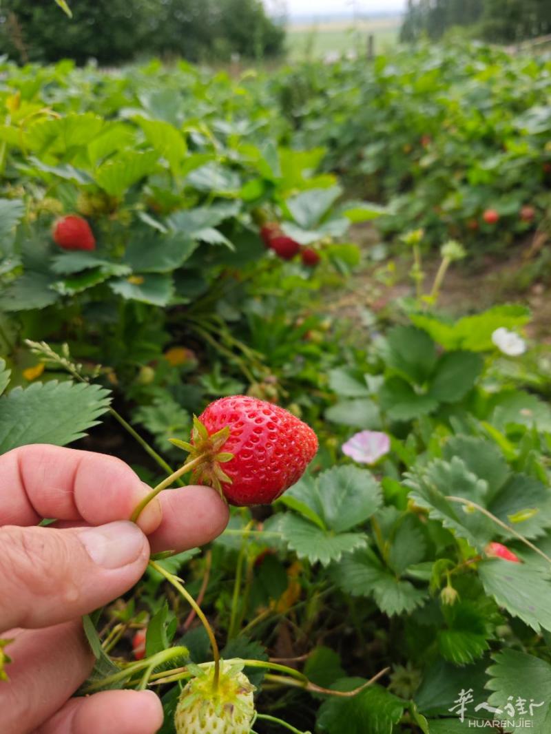 自然生态草莓莊园