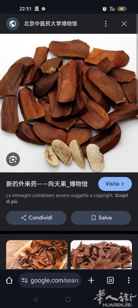 米兰周边有那位朋友.需要这种向天果.降血糖降血压的3808920604