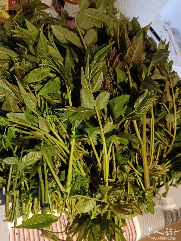 新鲜香椿芽，还有腌过的香椿芽，猪皮冻，粽子等，想吃的满20欧，送货上门的。可以加