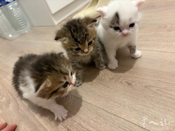 还有一个星期就两个月的奶猫   妈妈是美短  已经开始吃猫粮了