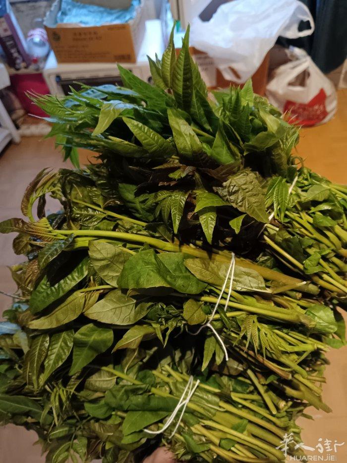 新鲜的香椿芽！数量不多，手慢无！V：13836280045