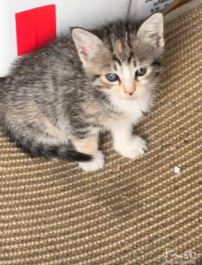 一只狸花猫，是母的，便宜出，有要的可以联系我