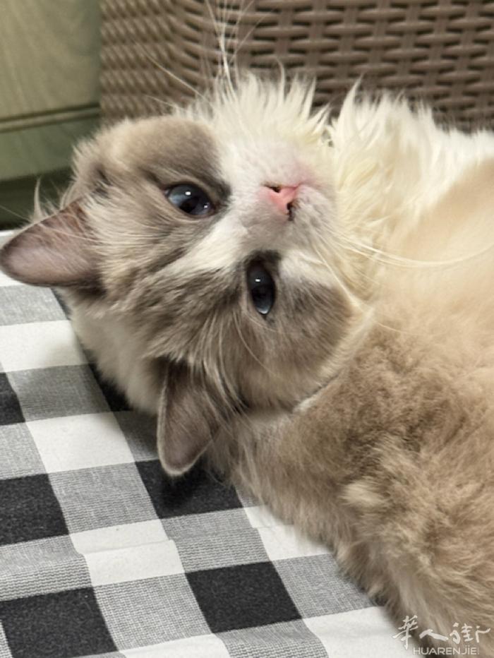 米兰市内无偿领养布偶猫！ 出一只一岁半的布偶小猫，猫咪体积不大，体重4.5kg，