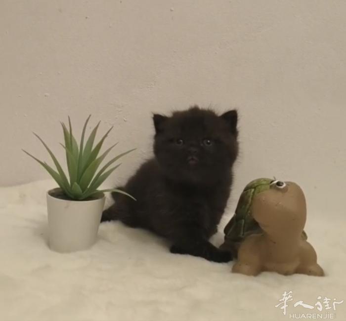 英短幼崽找家长喜欢的私聊微信号a13393899771