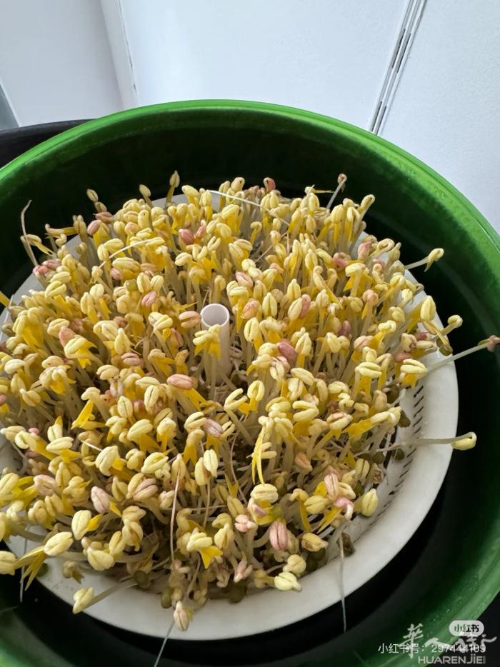 发豆芽神器