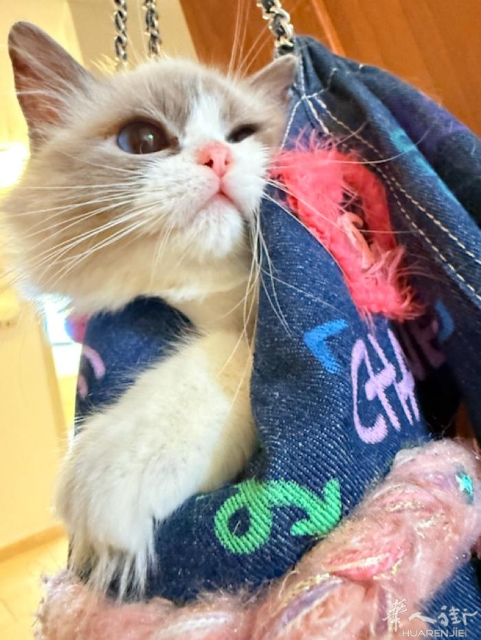 布偶猫找新家 有意者➕v私聊 价格便宜  另有大猫找领养 200欧