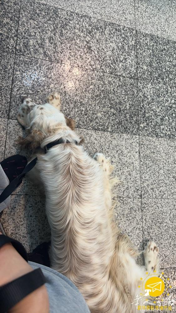 意大利回国宠物托运办理🇮🇹 小帅狗🐶赛特犬logan回国啦🇮🇹 意大利