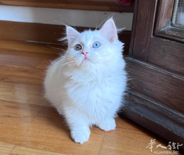 出售最后一只 曼基康矮脚猫 弟弟 wx：zcc7606