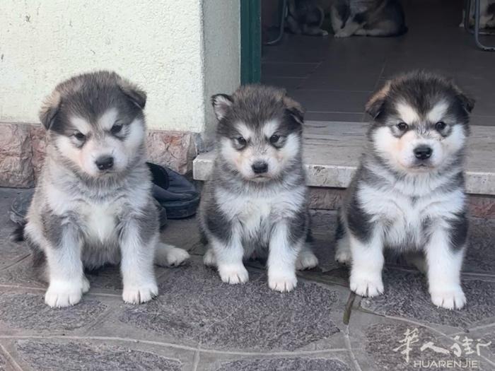 出售阿拉斯加幼犬，带证书，公母都有，包疫苗。父母都是自己家养的，33153749