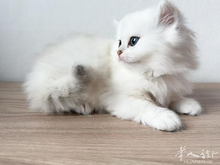 意大利11色银渐层妹妹，25色金渐层妹妹找新家 WCF注册猫舍，猫妈妈银渐层，猫