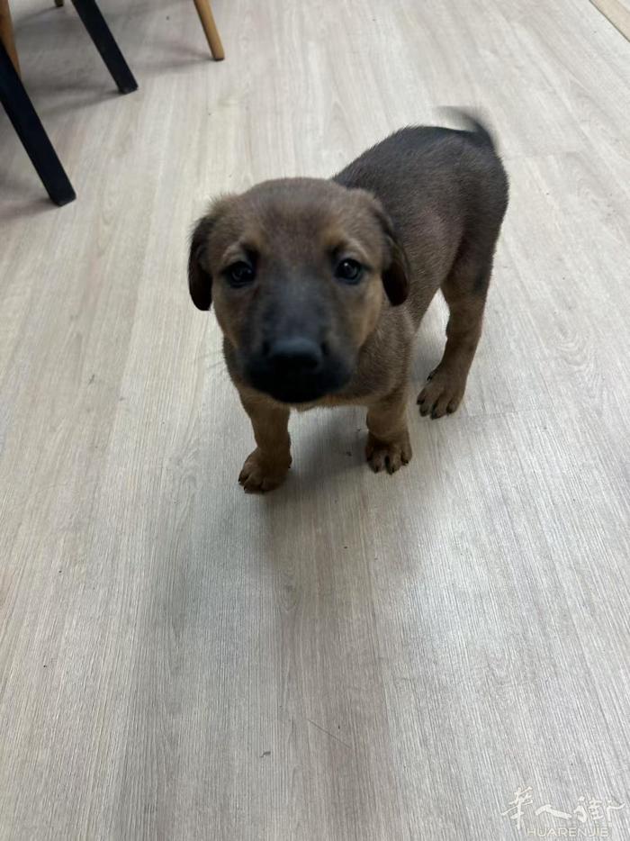 出售公马犬宝宝