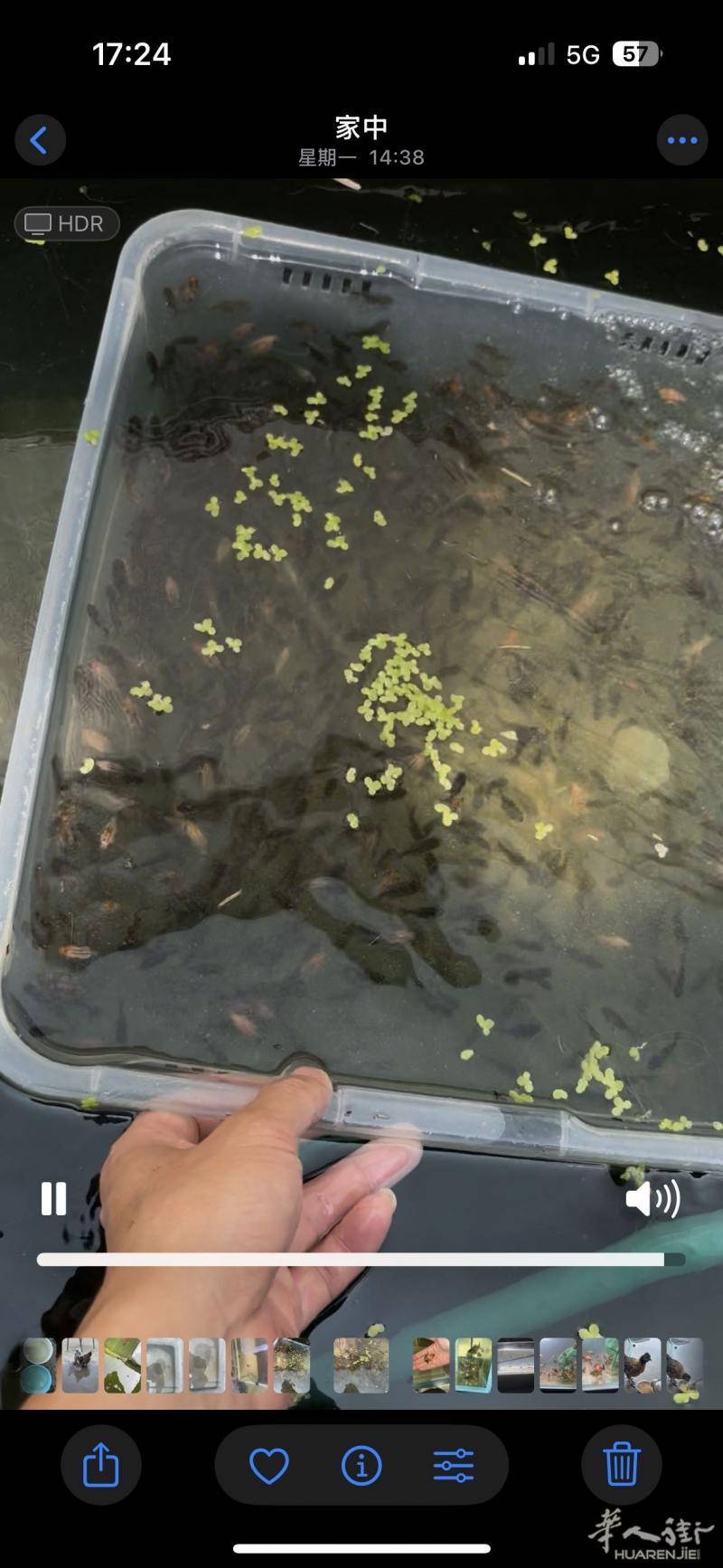 出自己繁殖的泰狮冷水小金鱼1欧一只prato地区可