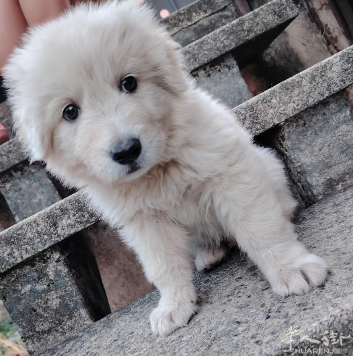 白色牧羊犬，很乖巧，很聪明，没空养，已预约 7 月份预防针，谁要提前。
