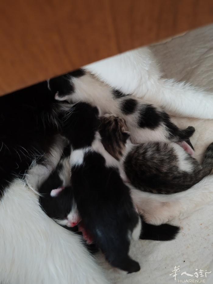 小猫
