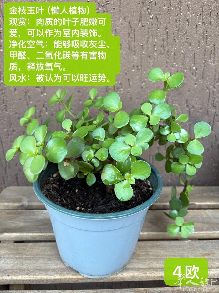 出金枝玉叶和香妃草prato面交 都非常健康皮实好养活，都属于懒人植物。给足阳光
