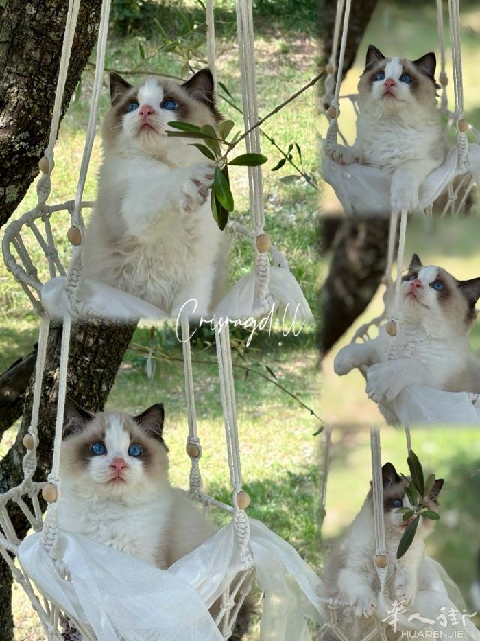 正规猫舍纯种布偶猫找家，性格好，血统纯正，有售后保障，感兴趣联系v