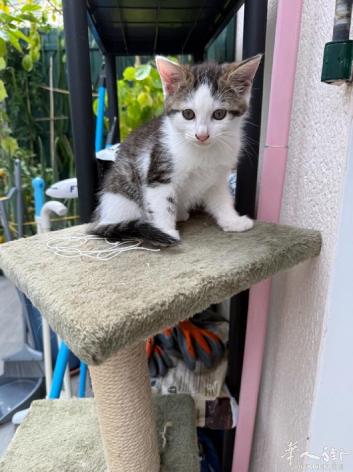 小猫找主人、只是给一百€猫妈买干粮，就可以带回家