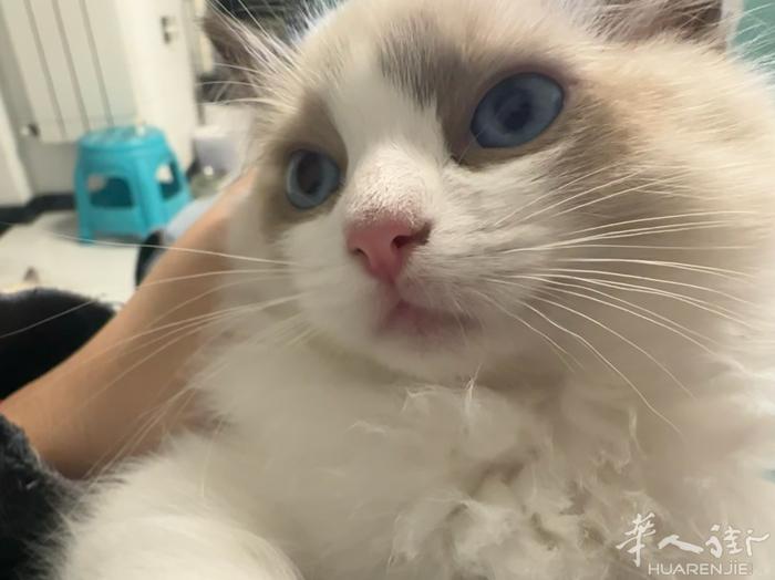纯种布偶 仙女猫，自己家养的，疫苗2针打了