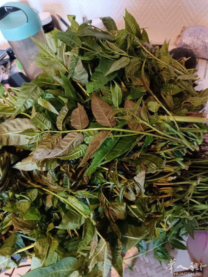 香椿芽儿！有想吃的约起来哈！数量不多，拼手速！！微信13836280045