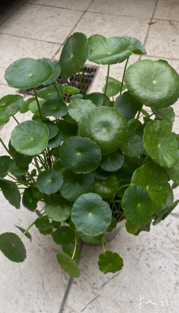 金钱草