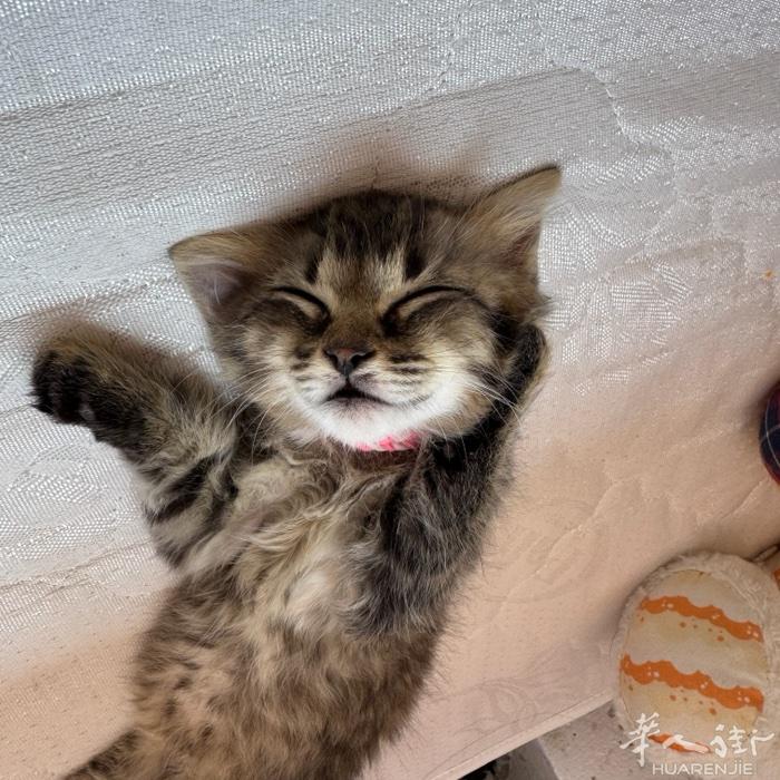 一个半月的小奶猫开始领养啦