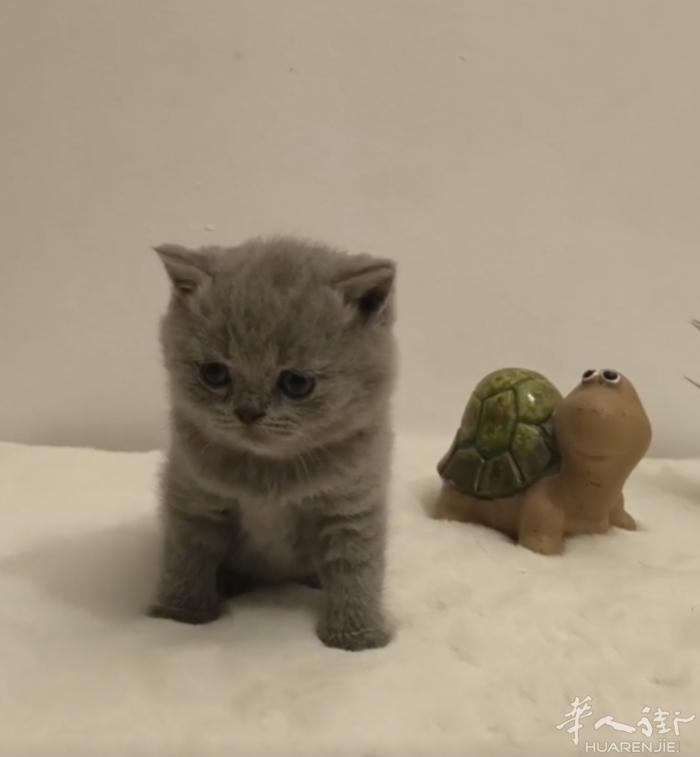 蓝猫一公一母找家长喜欢的私聊微信号a13393899771