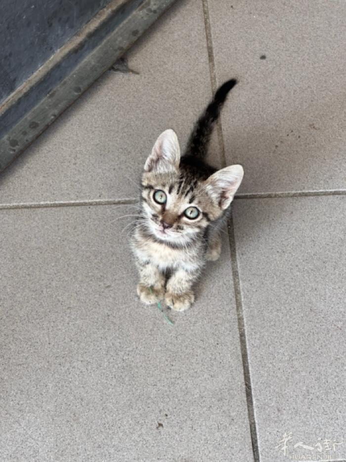 小猫崽找家啦 可爱的小狸花，只需有自己住家可以给小猫吃饱睡好即可领养 在pogg