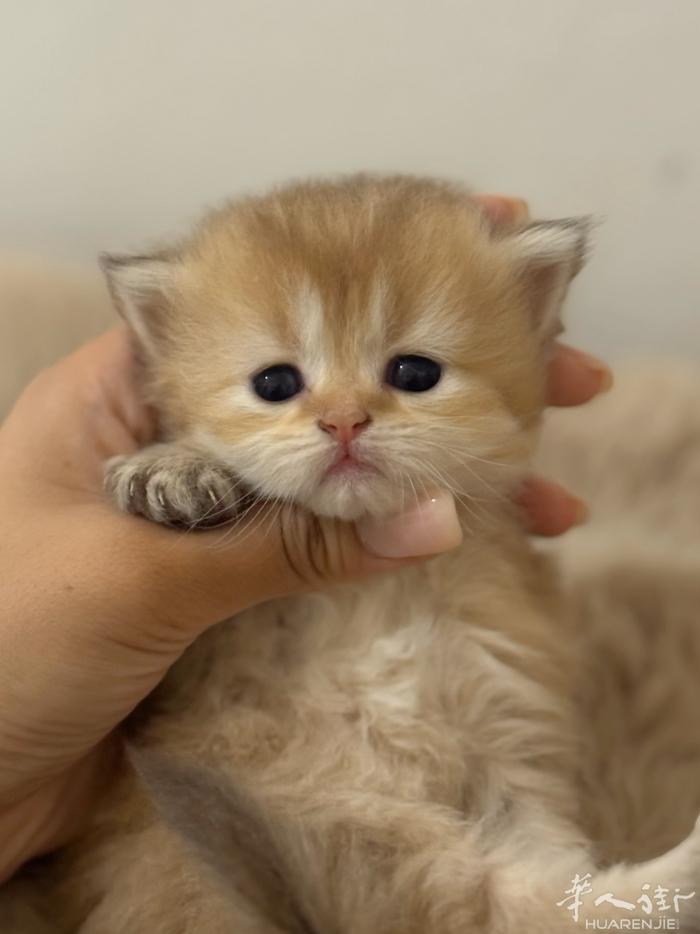 金渐层找家长，猫舍繁育人回国了最后一批价格很好就能带回家，七月初可接 wx：Tr