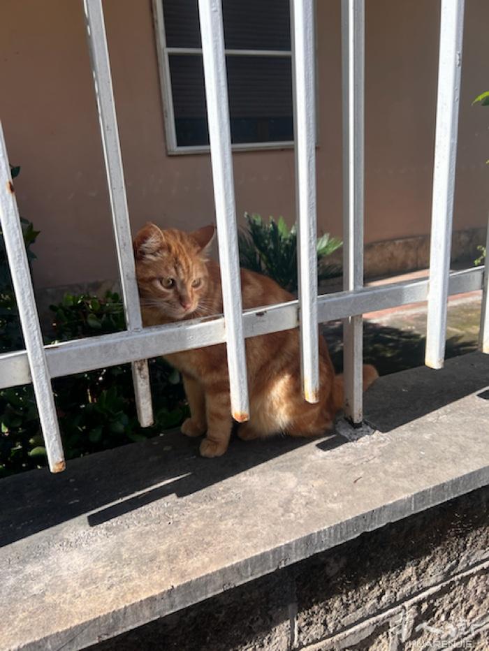 因本人自身工作原因不能再养小猫咪们了 希望有爱猫人士能领养 大橘3岁，已绝育 疫