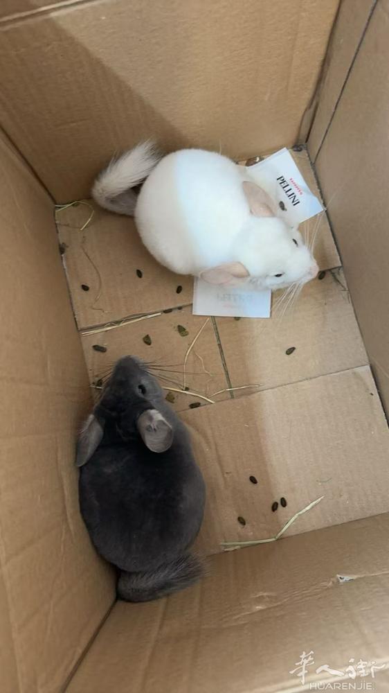 出一只龙猫 6个月大 带笼子和生活用品150一只 有需要的联系 33434065
