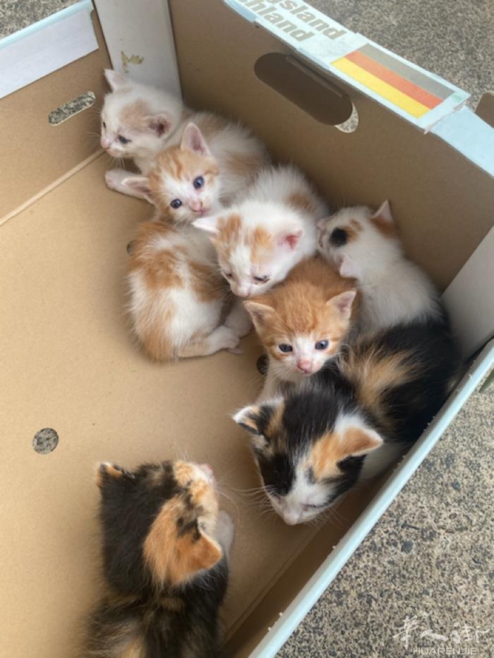 torino边 有刚出生两个月多的猫宝宝出售.