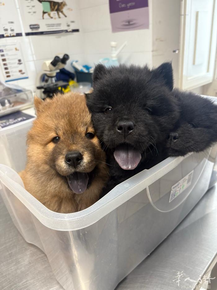 松狮幼犬，已打疫苗。2个月大，感兴趣可以联系333 9977339