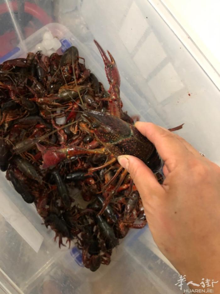 新鲜小龙虾🦞 23欧/公斤 45欧/2公斤 联系电话 0748347497 星
