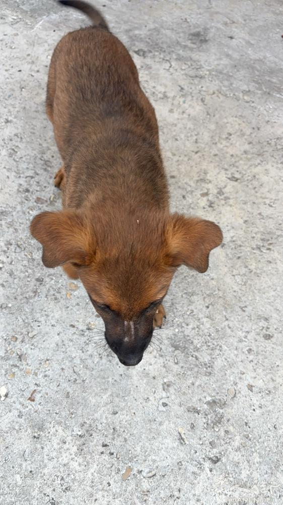 出售一只公马犬，1个月大，喜欢请联系0612966362