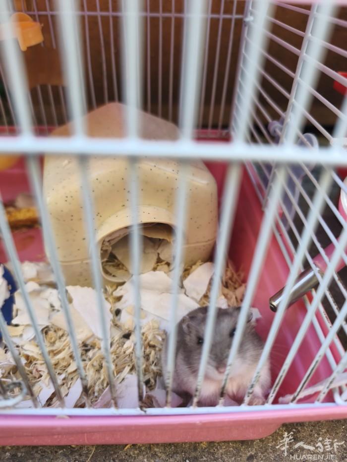 出一只仓鼠带笼子25欧