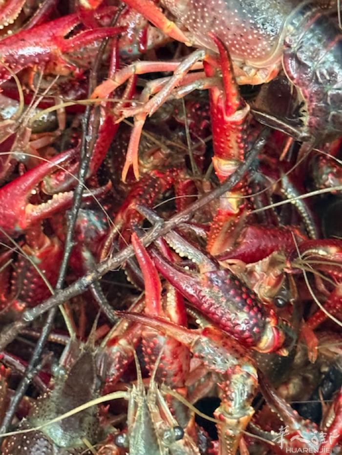 小龙虾🦞开卖