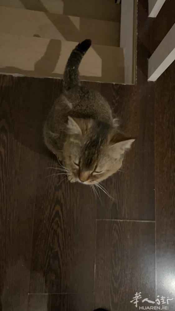 由于本人有小孩的原因养了4年的猫咪不能再养了，希望有缘人可以领养 赠送一切关于他