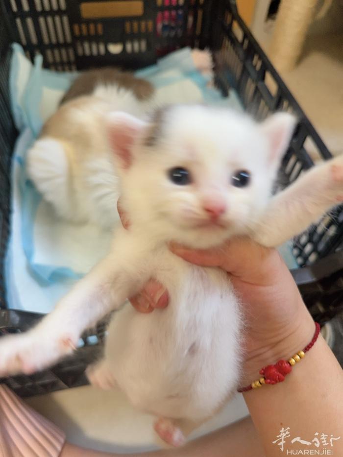 小猫领养 vx：Sln_Har_Syc