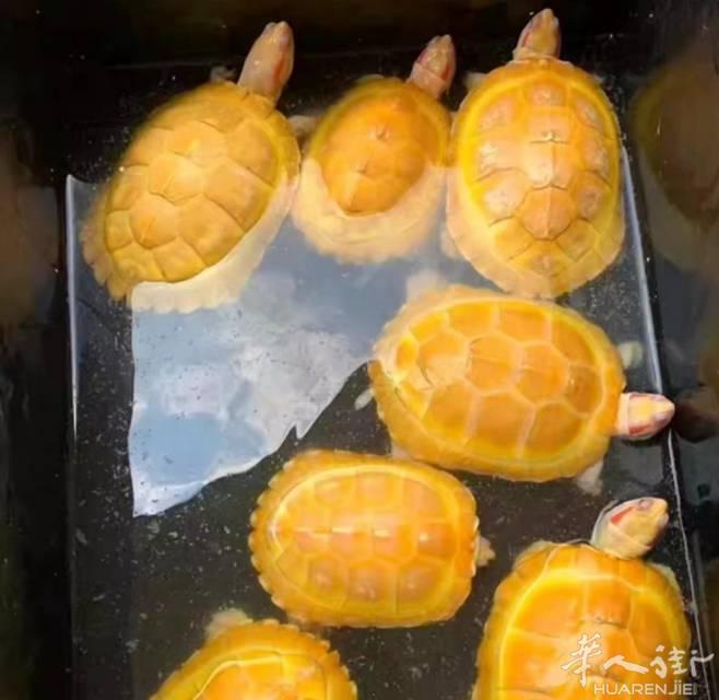 黄金招财龟，还有黄金招财甲鱼要的联系啊
weixi