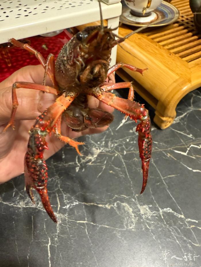 开始预定小龙虾了🦞十公斤起送，坐标巴黎十三区