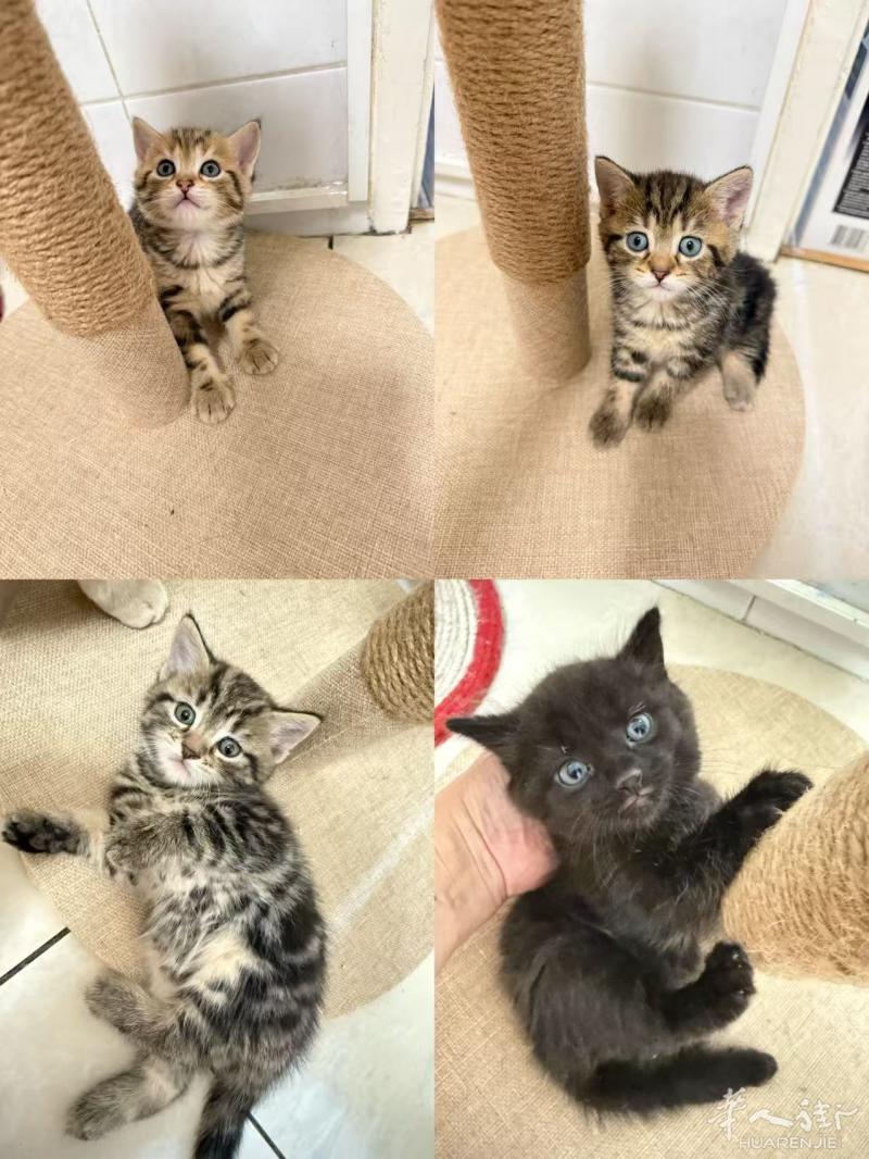 出售4只一个多月的小猫咪。