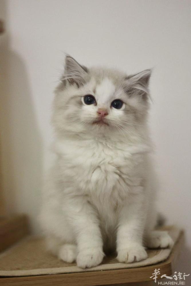 正规猫舍纯种甜美布偶猫找家，优质血统冠军后代，需要联系