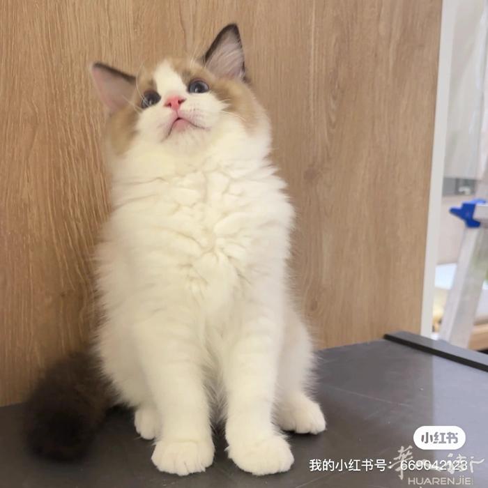 特价出两只海双宝宝 三个多月咯，爸爸妈妈含有血统征纯种喔 给优惠出！！！私聊！！
