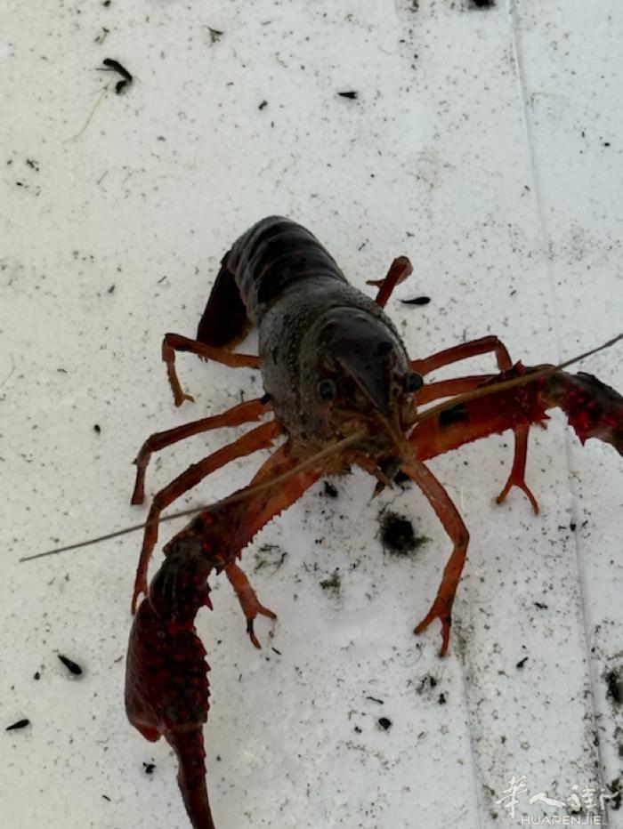 坐标小龙虾🦞，今天不多