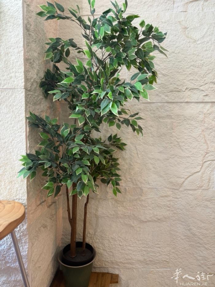 假绿植各种大小高度 60cm到180cm，8-15欧一棵 小巴黎 自取。需要麻烦