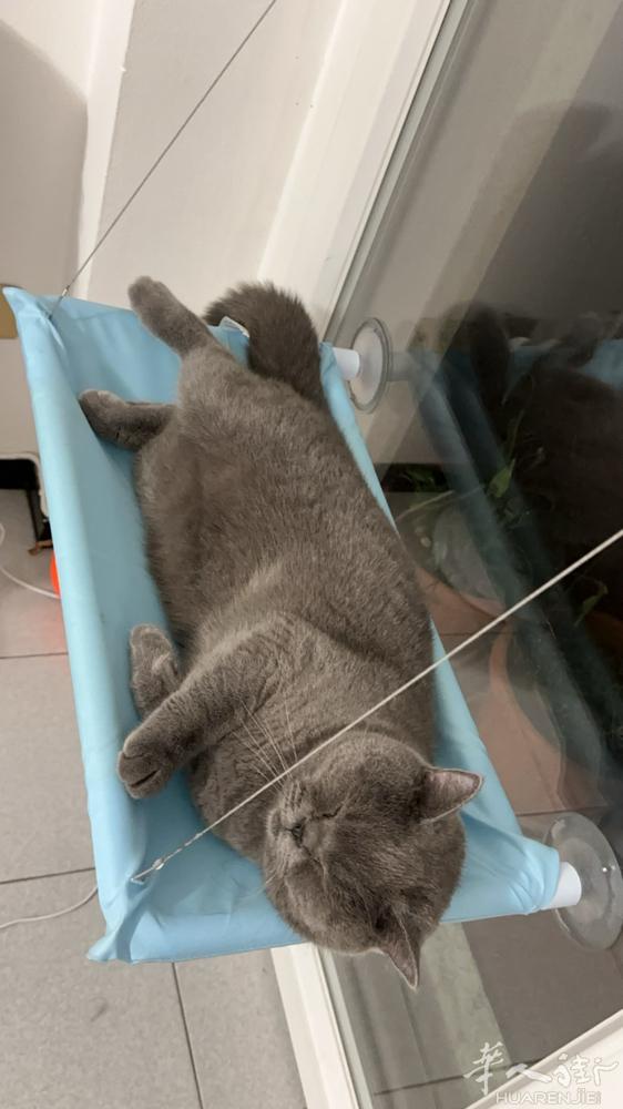 米兰一只一岁半蓝猫 带芯片已绝育没有任何疾病很健康 定期打疫苗带本子找一位有爱心
